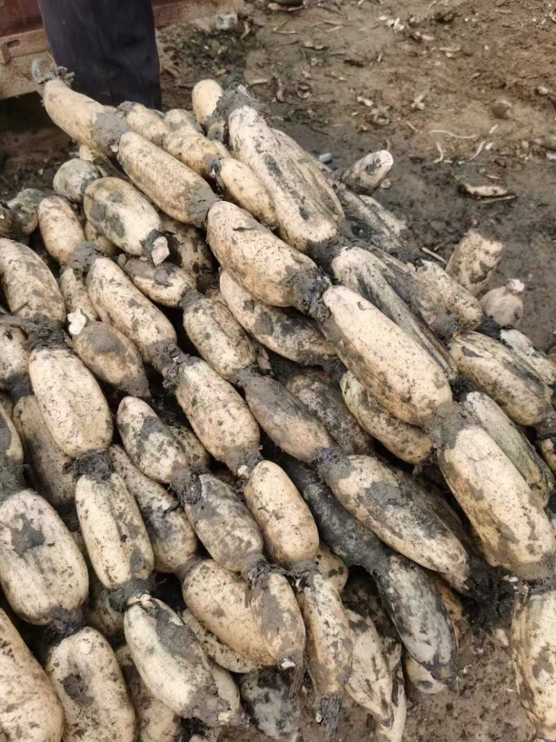 山东省菏泽市曹县万亩荷塘种植基地示范，白莲藕品质优良，