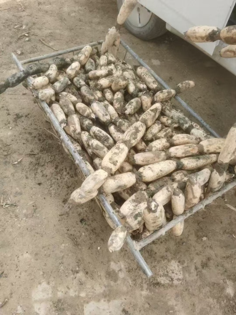 山东省菏泽市曹县万亩荷塘种植基地示范，白莲藕品质优良，