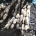 山东省菏泽市曹县万亩荷塘种植基地示范，白莲藕品质优良，
