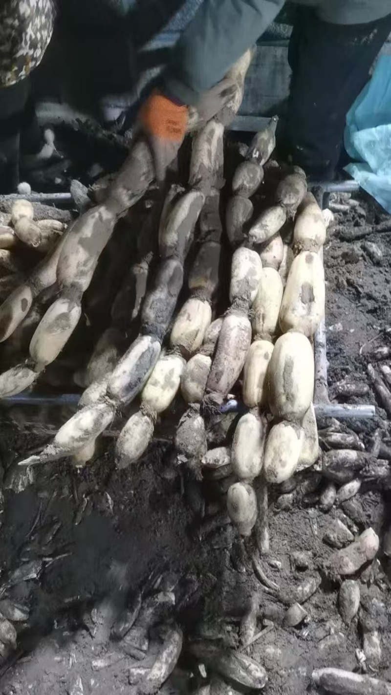 山东省菏泽市曹县万亩荷塘种植基地示范，白莲藕品质优良，