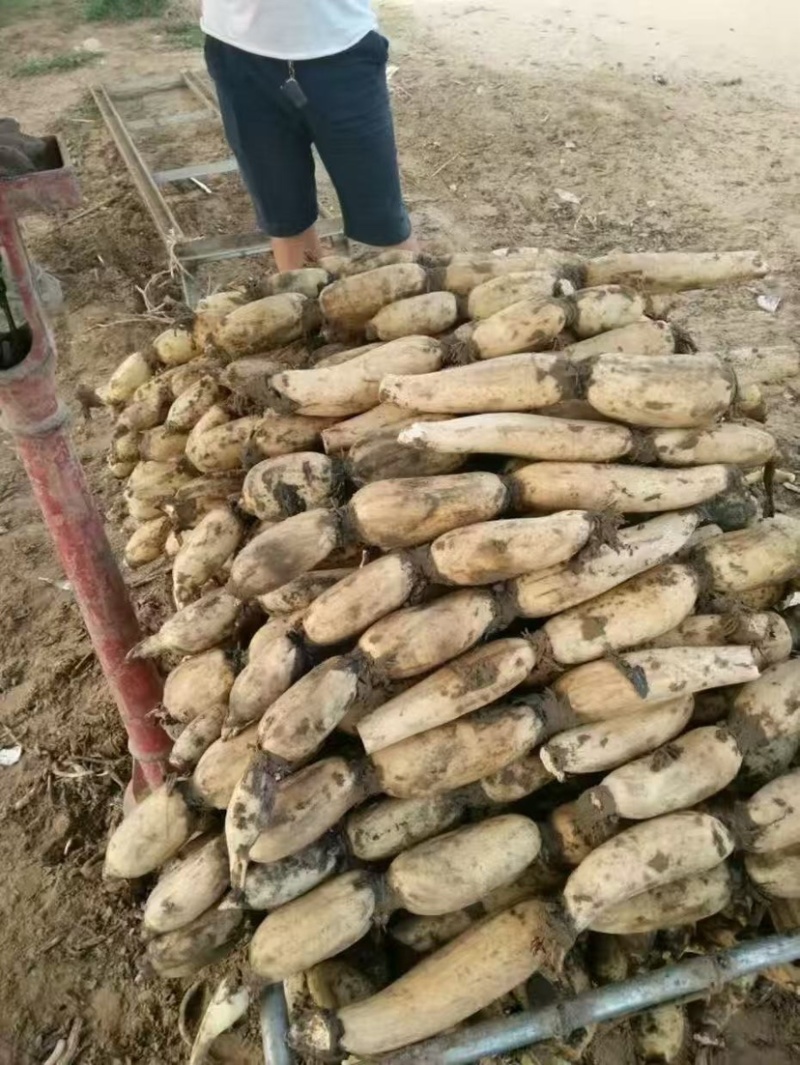山东省菏泽市曹县万亩荷塘种植基地示范，白莲藕品质优良，
