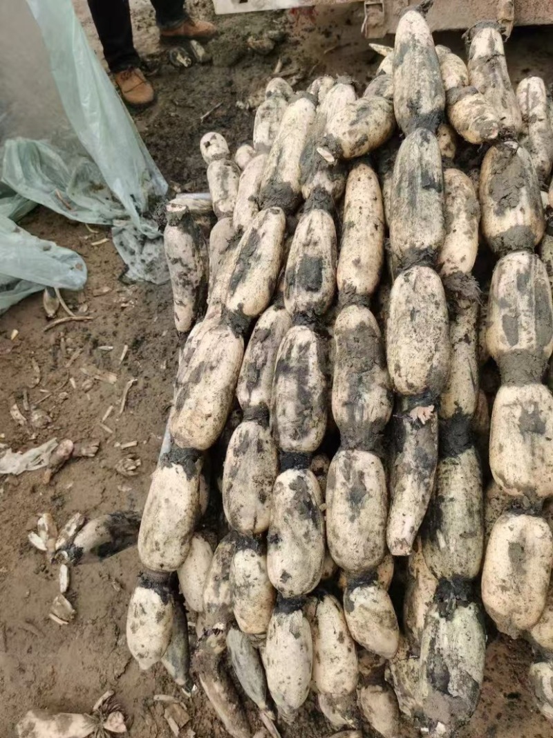 山东省菏泽市曹县万亩荷塘种植基地示范，白莲藕品质优良，