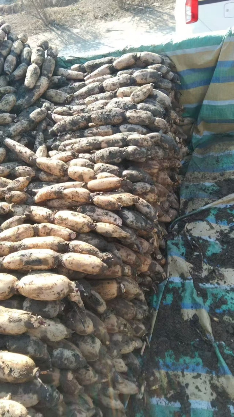 山东省菏泽市曹县万亩荷塘种植基地示范，白莲藕品质优良，