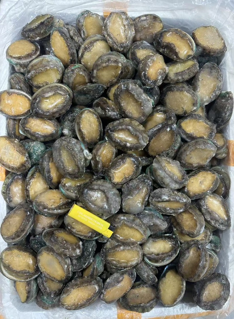鲜冻鲍一手货源4-18头利薄多销理念邀您携手供赢