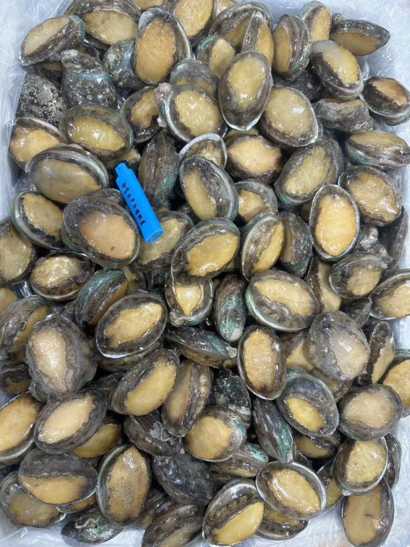鲜冻鲍一手货源4-18头利薄多销理念邀您携手供赢