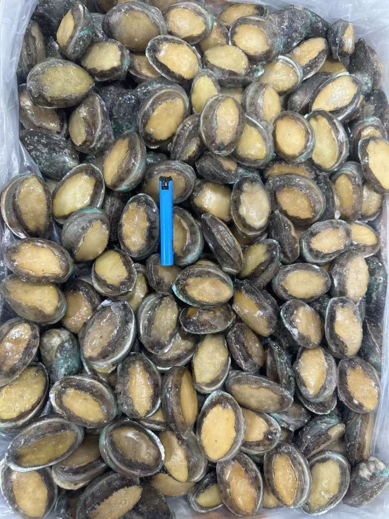 鲜冻鲍一手货源4-18头利薄多销理念邀您携手供赢