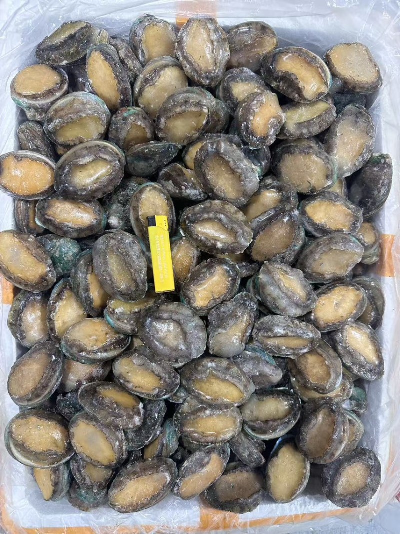 鲜冻鲍一手货源4-18头利薄多销理念邀您携手供赢