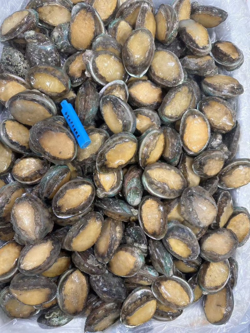 鲜冻鲍一手货源4-18头利薄多销理念邀您携手供赢