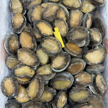 鲜冻鲍一手货源4-18头利薄多销理念邀您携手供赢