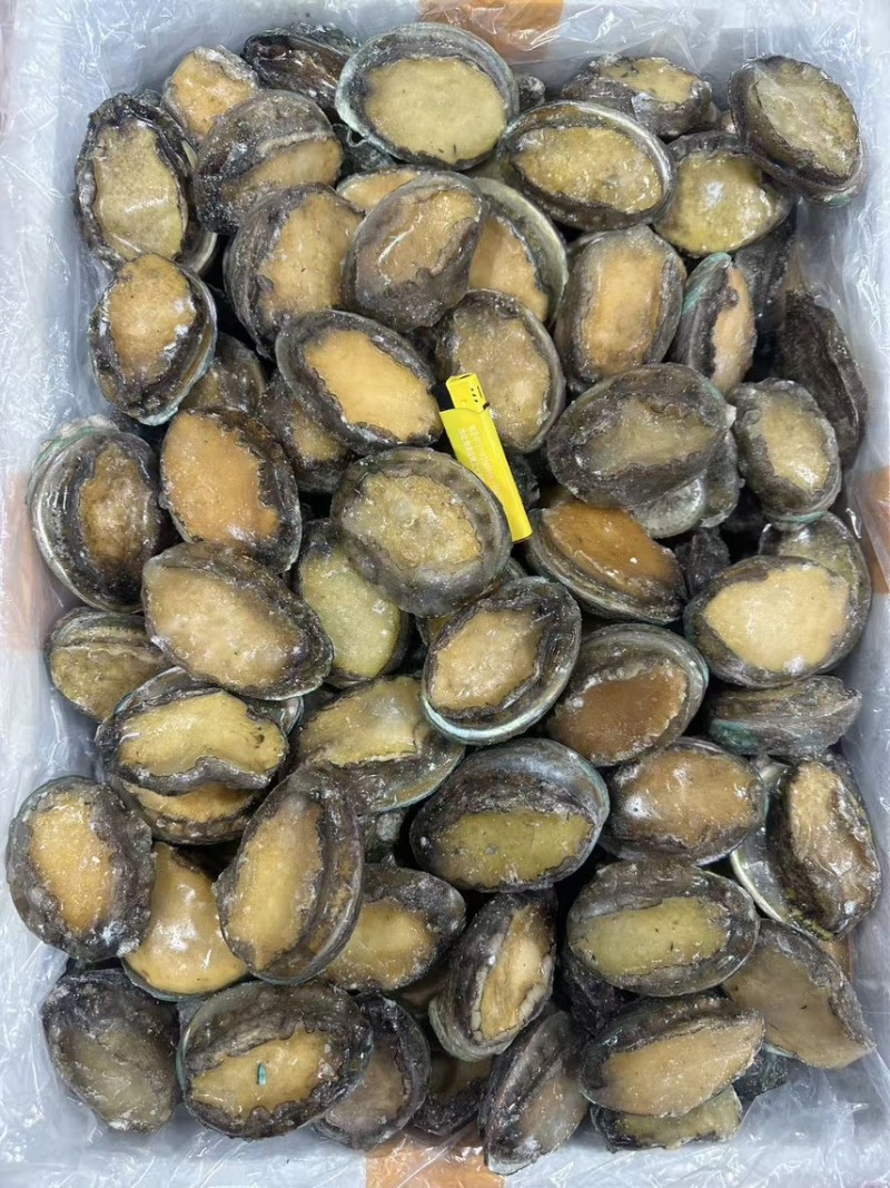 鲜冻鲍一手货源4-18头利薄多销理念邀您携手供赢