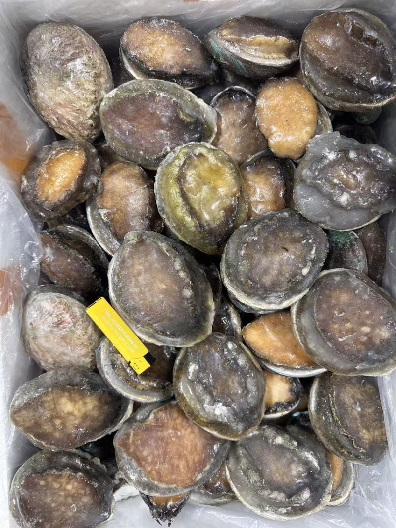 鲜冻鲍一手货源4-18头利薄多销理念邀您携手供赢