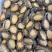 鲜冻鲍一手货源4-18头利薄多销理念邀您携手供赢