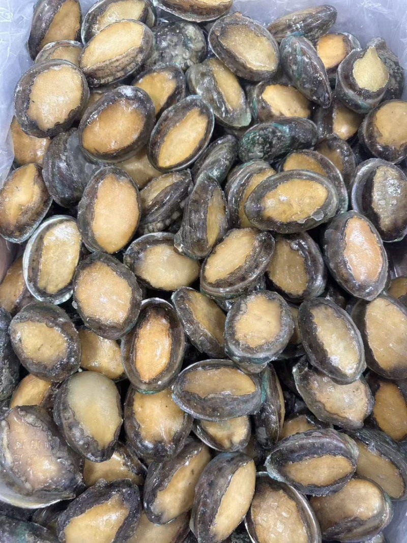 鲜冻鲍一手货源4-18头利薄多销理念邀您携手供赢