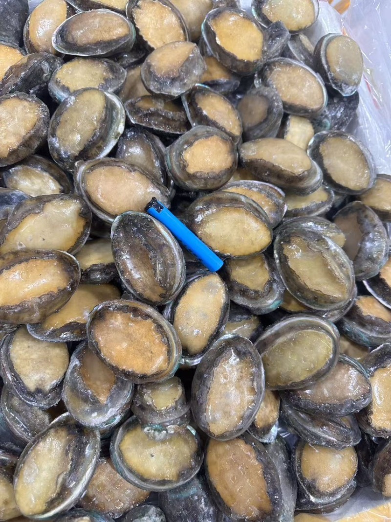鲜冻鲍一手货源4-18头利薄多销理念邀您携手供赢