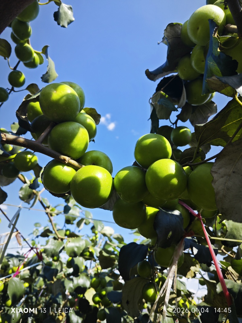 西双版纳牛奶苹果枣