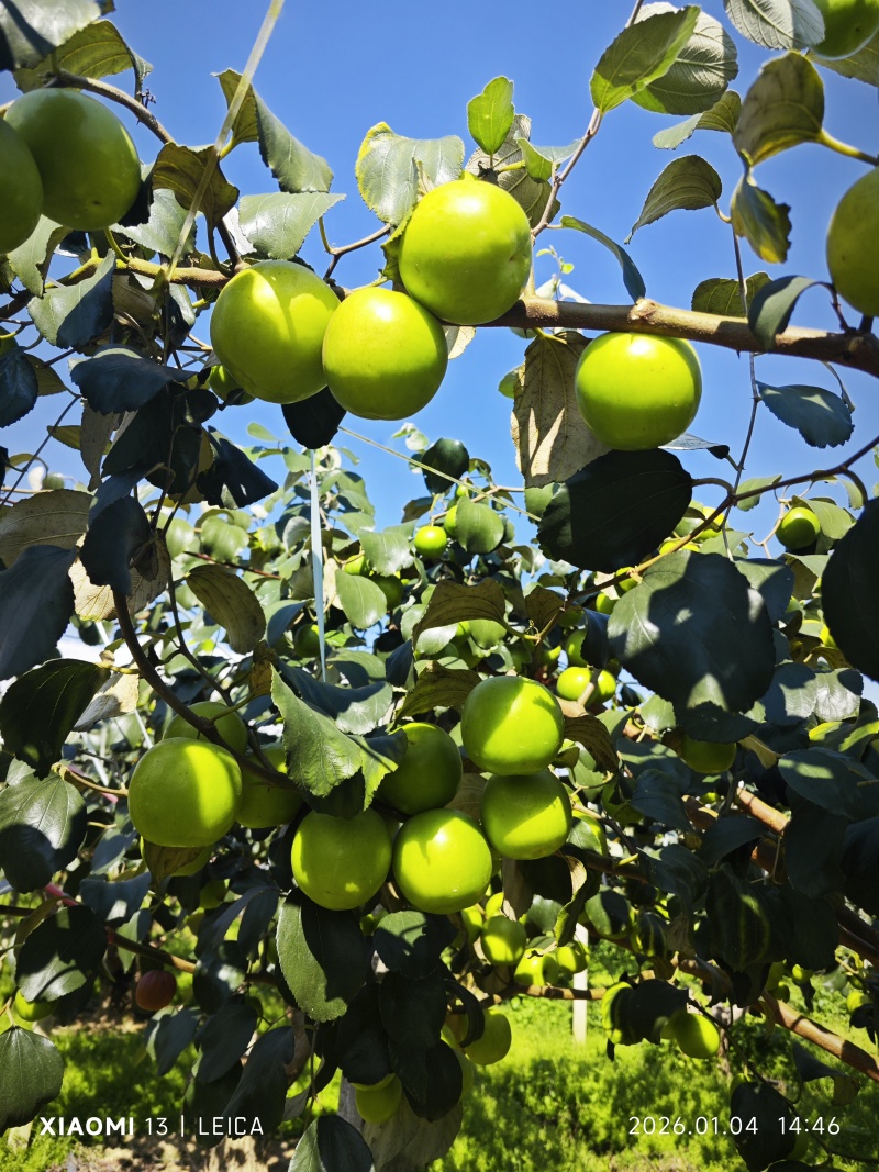 西双版纳牛奶苹果枣