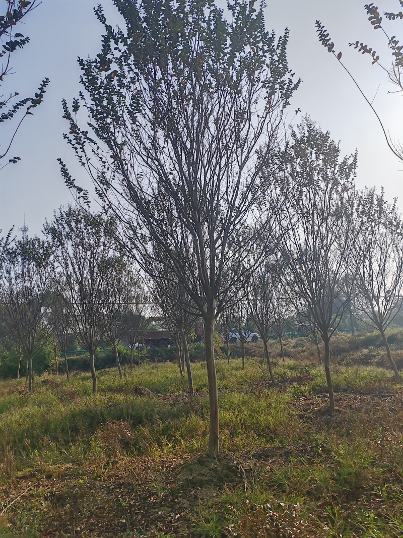 规格齐全榉树支持拿样诚信经营