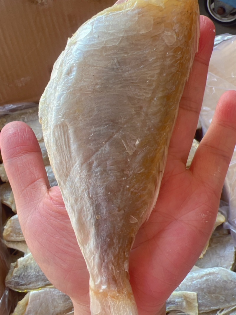 红衫鱼干地摊电商批发红衫鱼干红杉鱼干红三鱼干金线鱼干干鱼