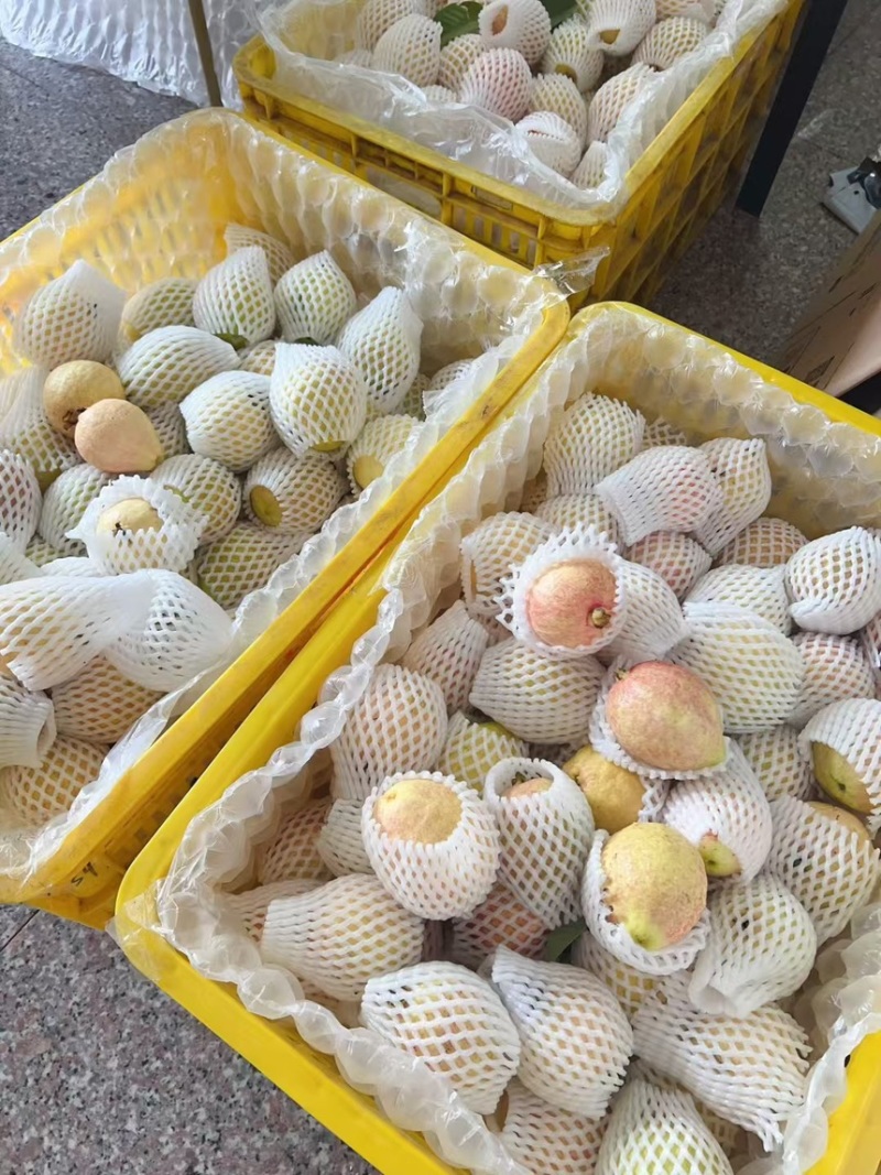 精品胭脂红芭乐大量上市，货源地发货，保质保量欢迎采购