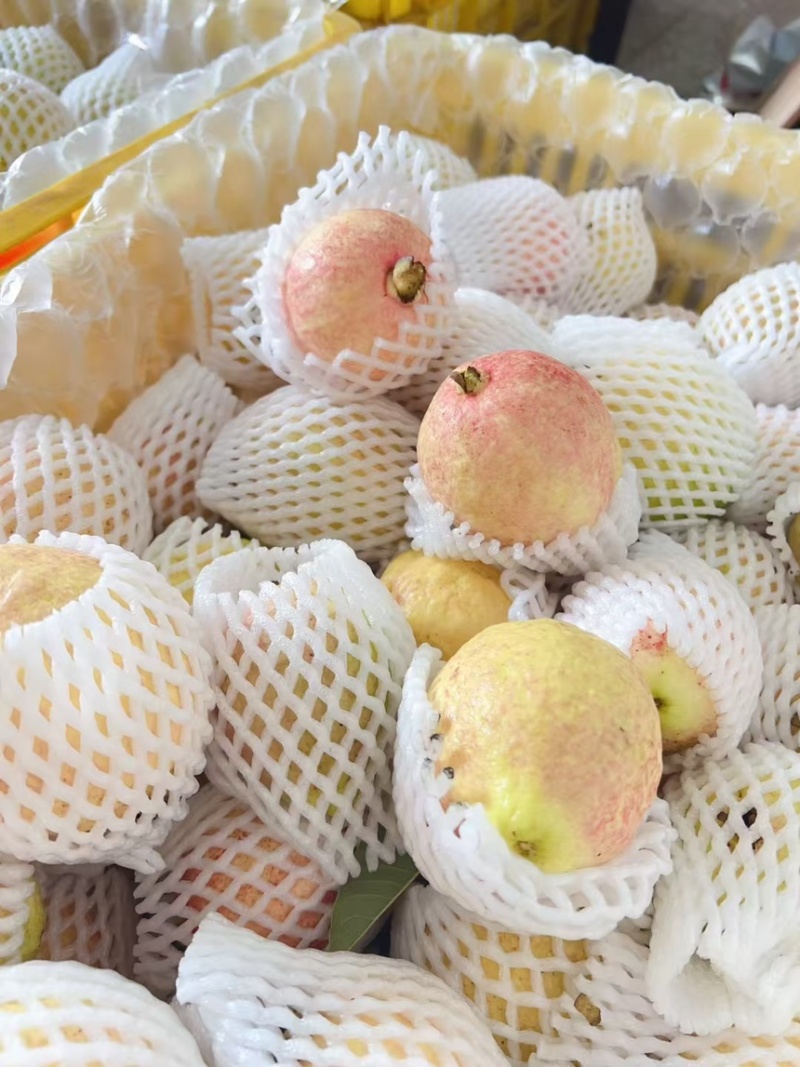 精品胭脂红芭乐大量上市，货源地发货，保质保量欢迎采购