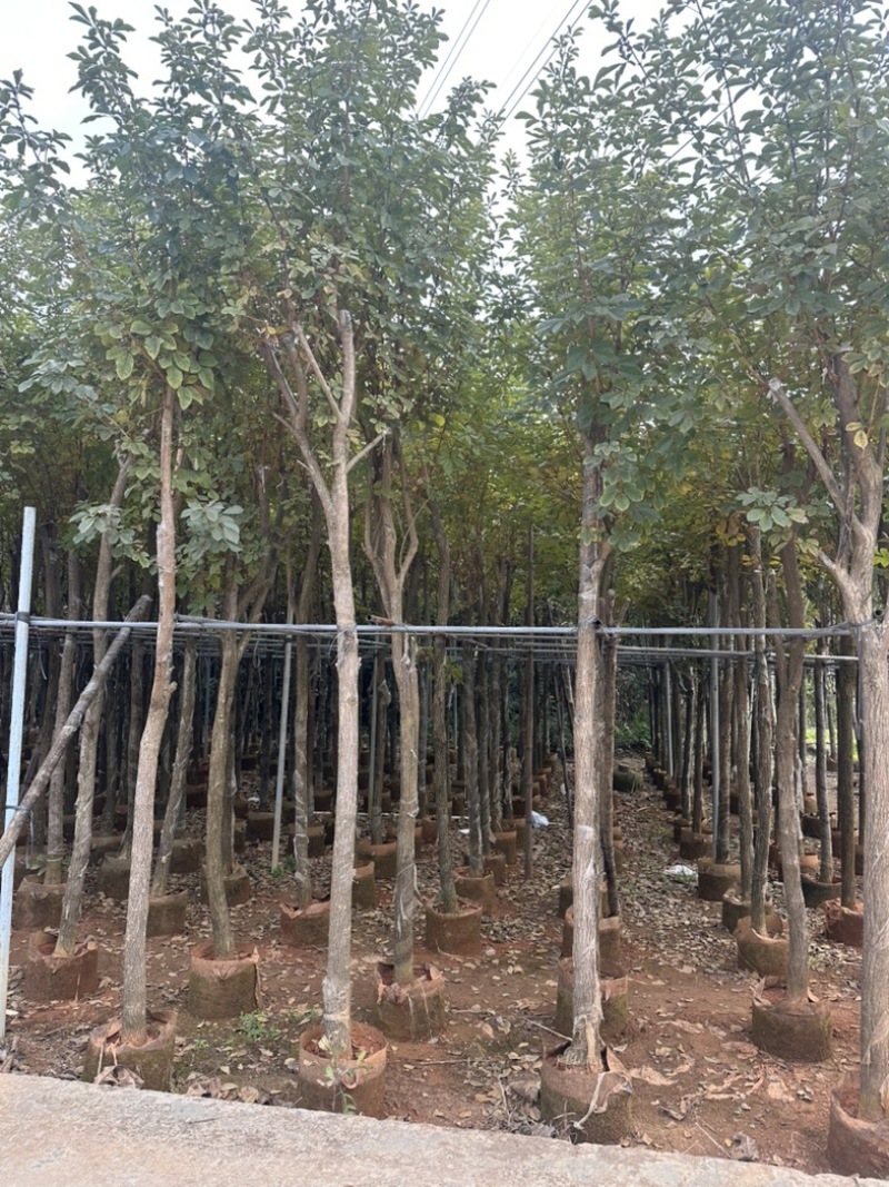黄花风铃木大量低价清场