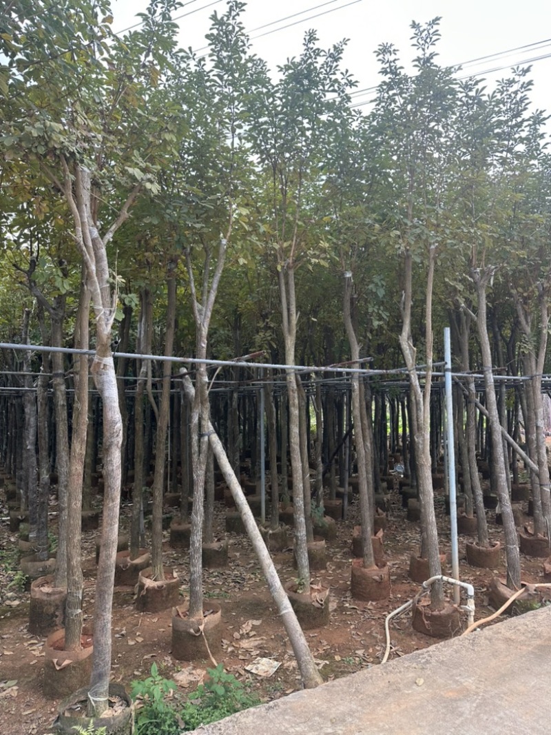 黄花风铃木大量低价清场