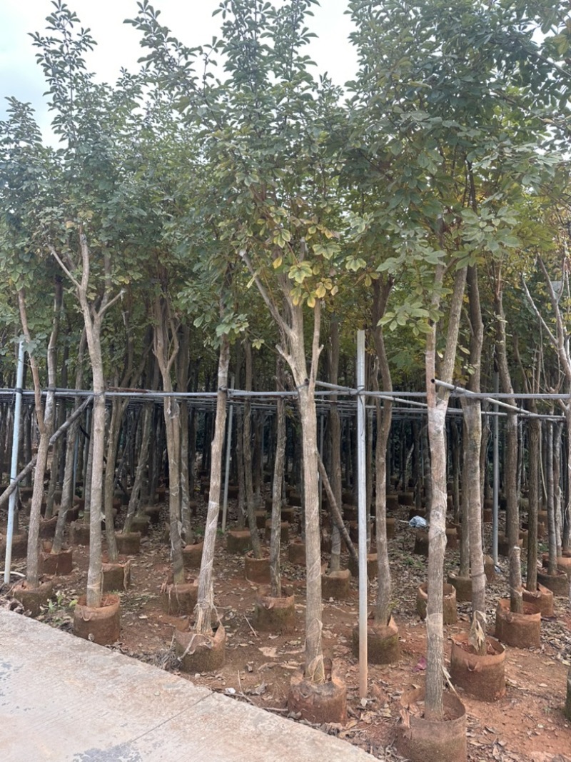 黄花风铃木大量低价清场