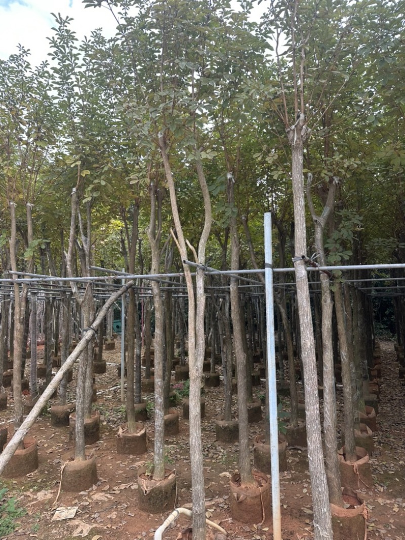 黄花风铃木大量低价清场