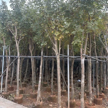 黄花风铃木大量低价清场