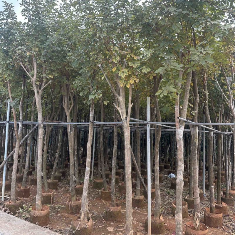 黄花风铃木大量低价清场