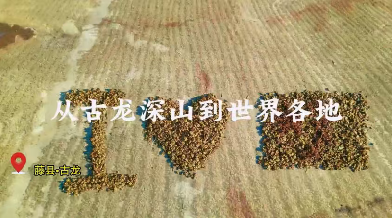 广西古龙大红八角新货足干无硫颜色好，开口漂亮中果头