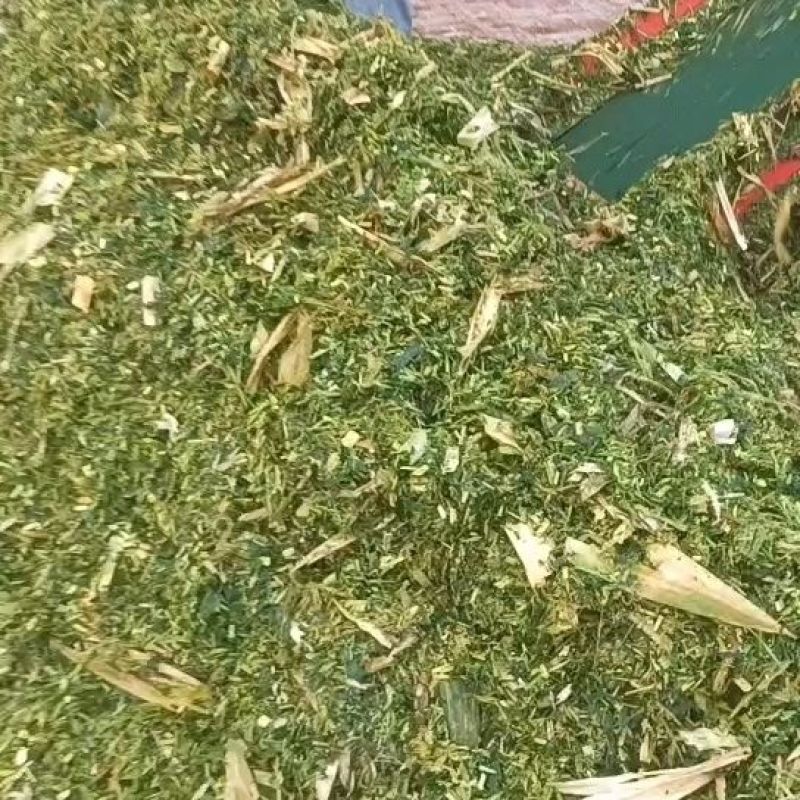 湖南汉寿县/玉米秸秆青贮/品质保证欢迎采购/合作共赢/