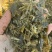 湖南汉寿县/玉米秸秆青贮/品质保证欢迎采购/合作共赢/