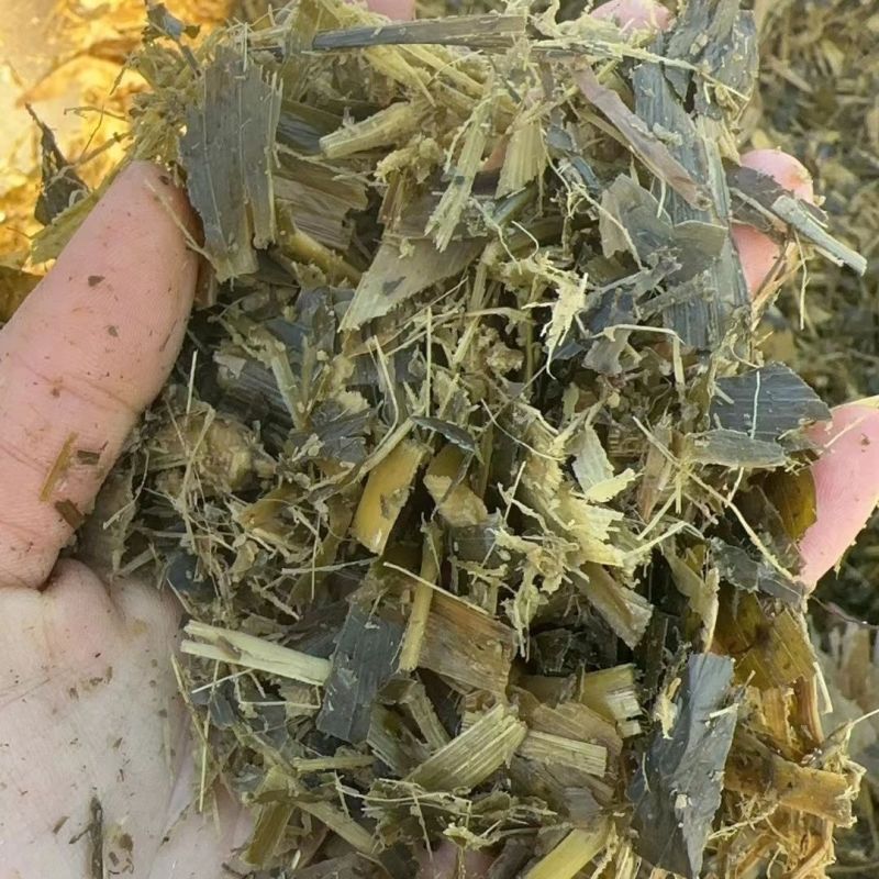 湖南汉寿县/玉米秸秆青贮/品质保证欢迎采购/合作共赢/
