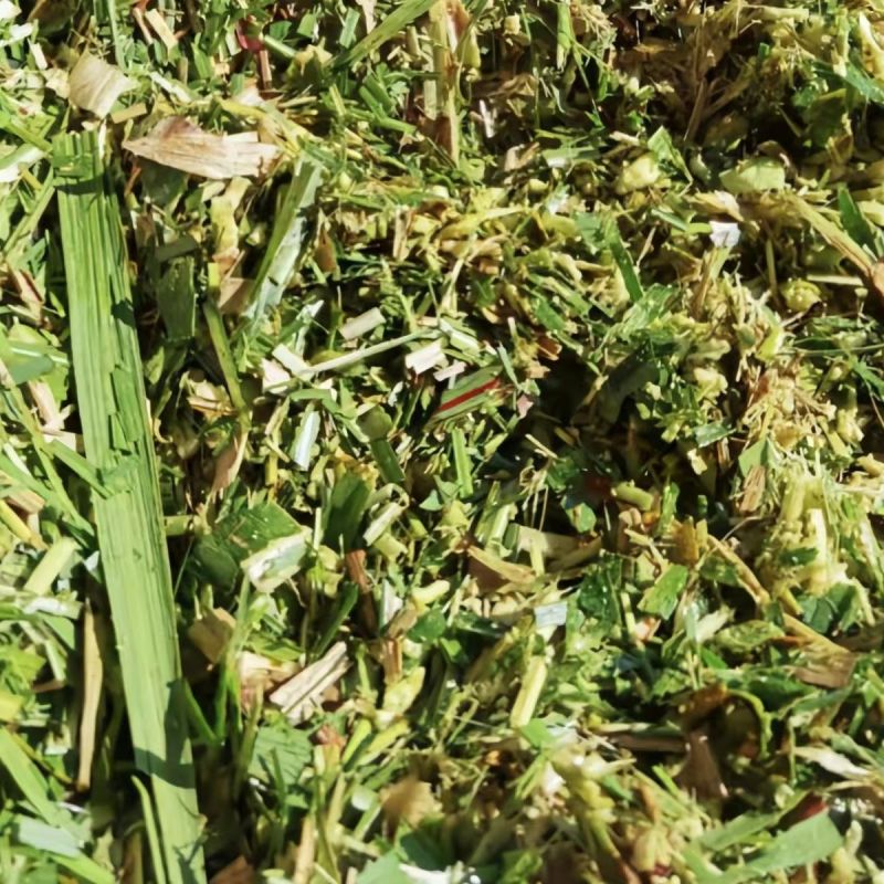 湖南汉寿县/玉米秸秆青贮/品质保证欢迎采购/合作共赢/