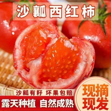 西红柿品种：圣尼斯6223支持各电商一件代发包售后