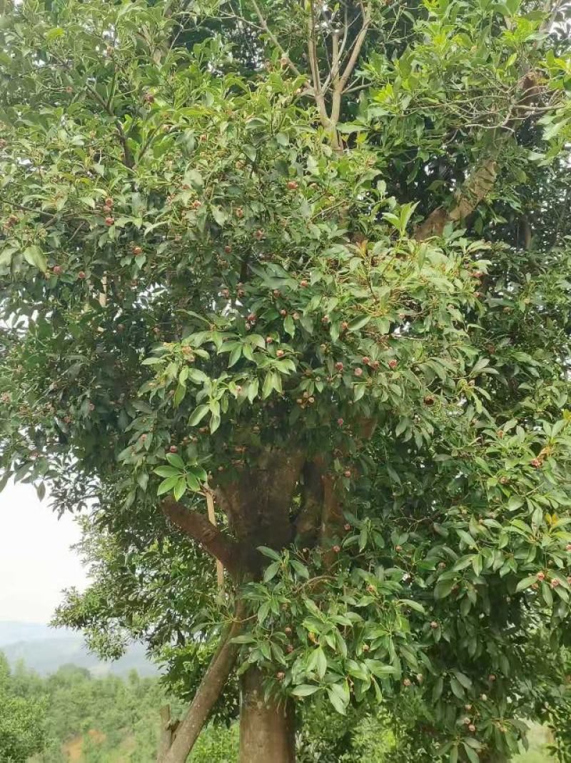 老树八角广西古龙深山野生有机无污染绿色大红八角足干无硫