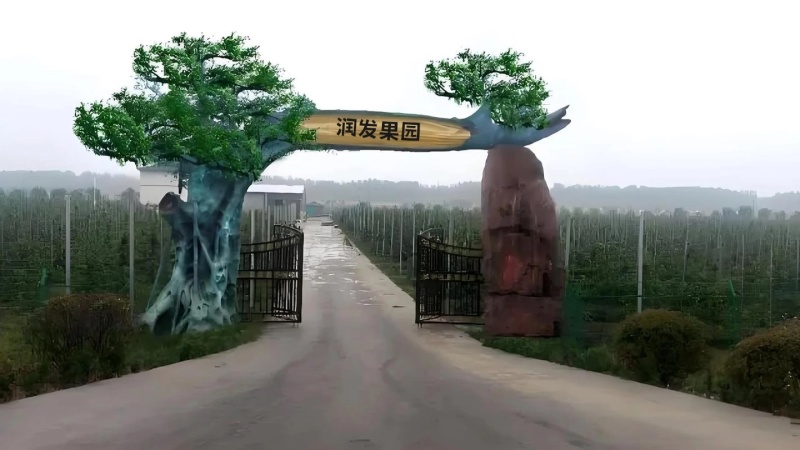 果园直发杏树苗早熟金太阳杏香白杏树现挖现发包品种成活率