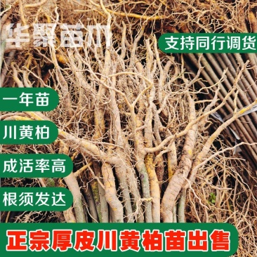 黄柏苗，正宗川黄柏苗基地直供出售