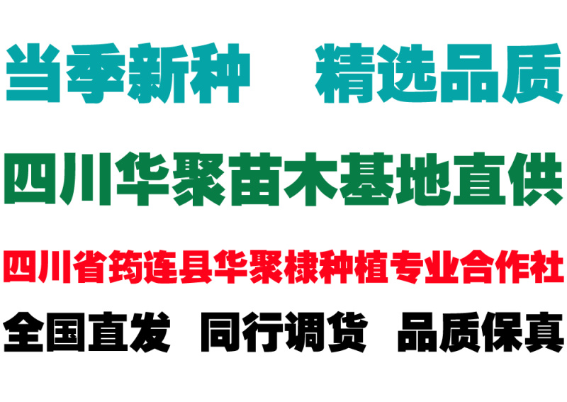 黄柏苗，正宗川黄柏苗基地直供出售