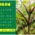 黄柏苗，正宗川黄柏苗基地直供出售