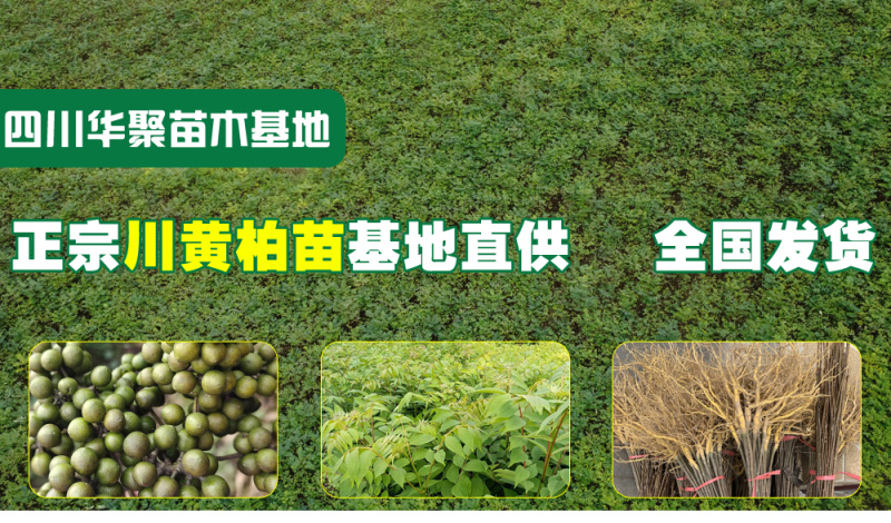 黄柏苗，正宗川黄柏苗基地直供出售