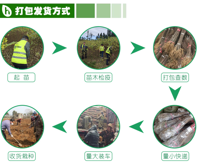 黄柏苗，正宗川黄柏苗基地直供出售