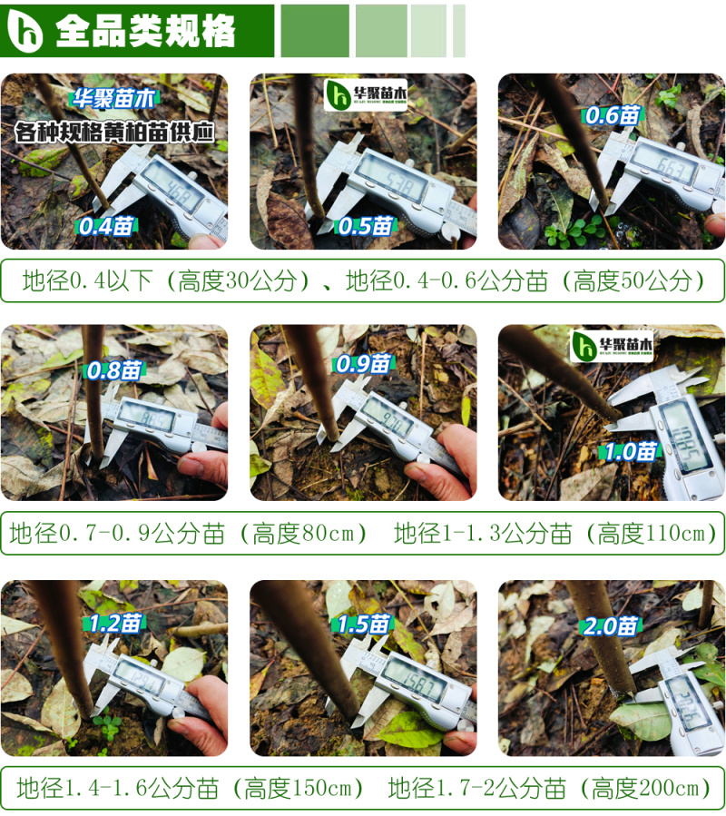 黄柏苗，正宗川黄柏苗基地直供出售