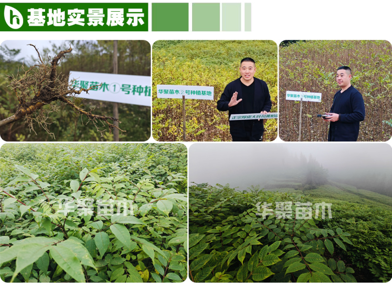 黄柏苗，正宗川黄柏苗基地直供出售