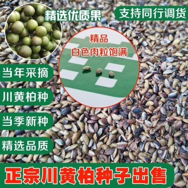 黄柏种子