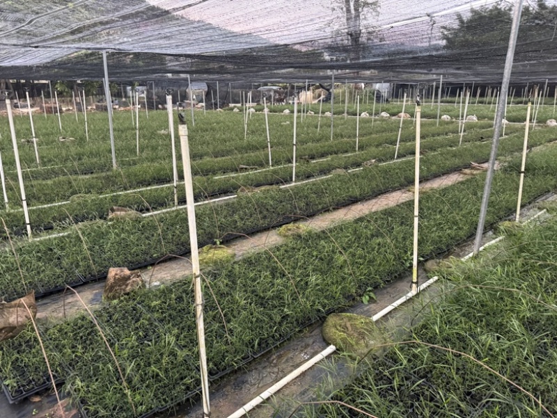 良种黑木相思