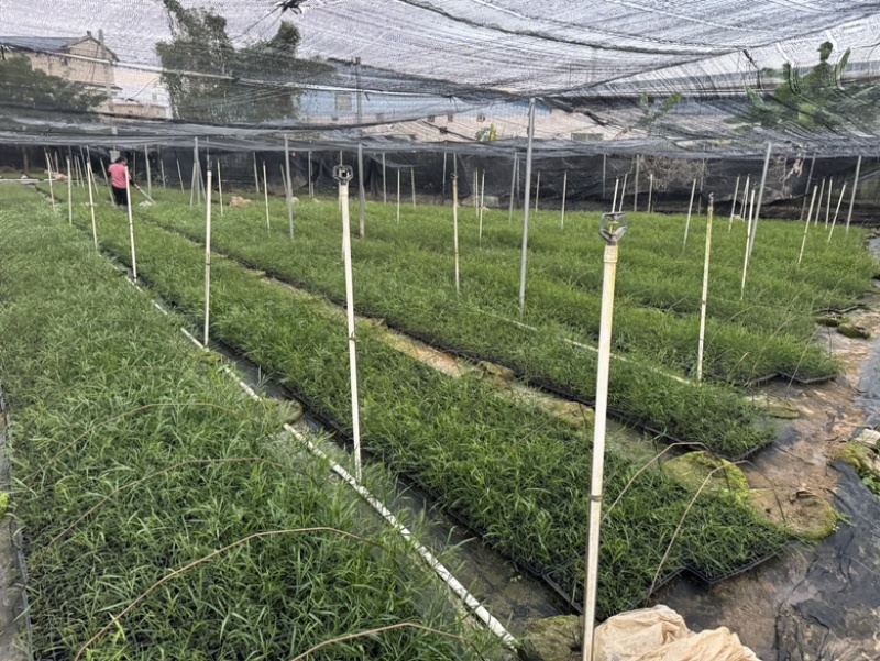 良种黑木相思