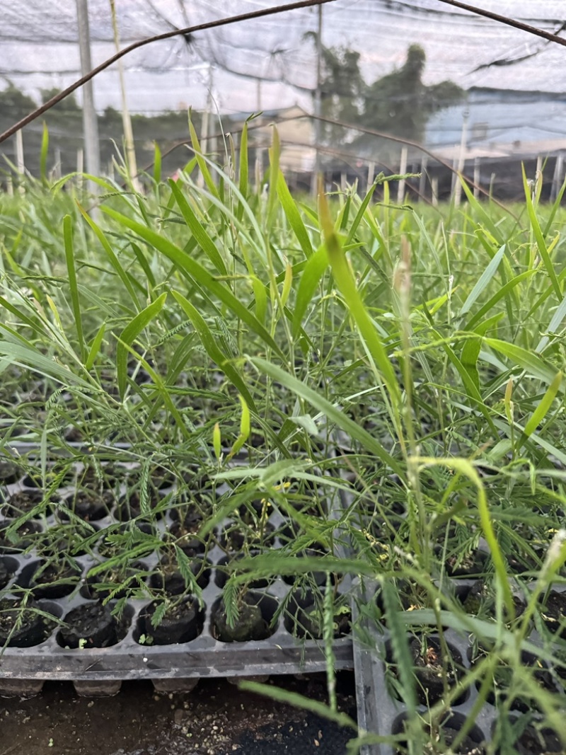良种黑木相思