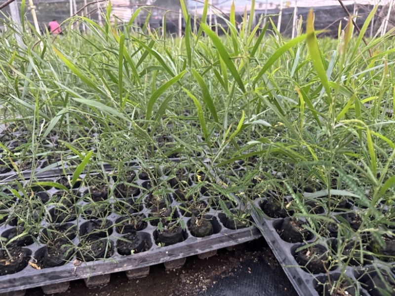 良种黑木相思